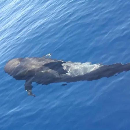 Casa Blanca , Nahe Am , Wifi Frei Guía de Isora